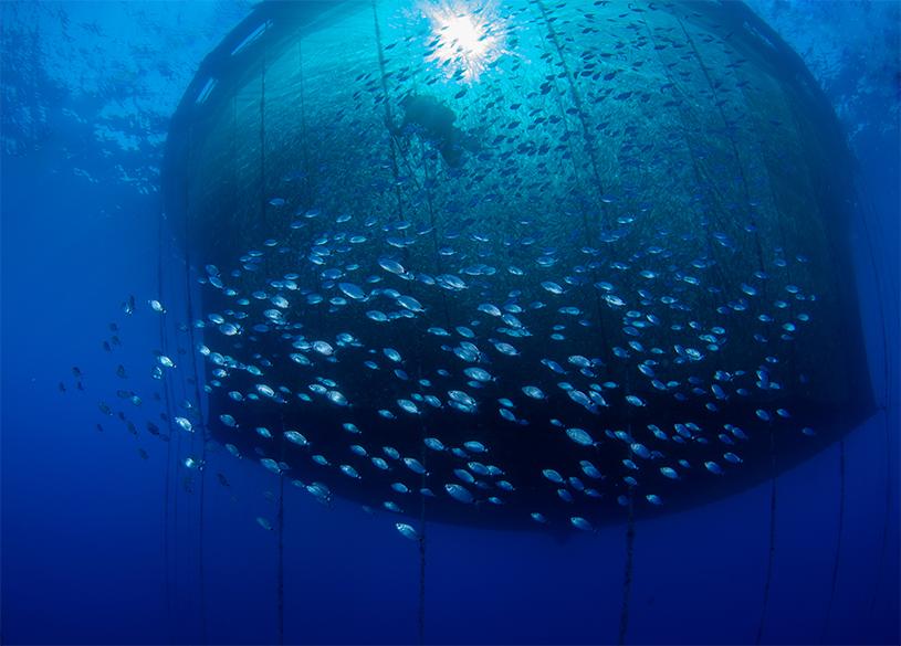 A large group of fishes trapped in a net